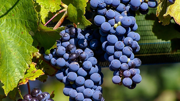 Malbec wine