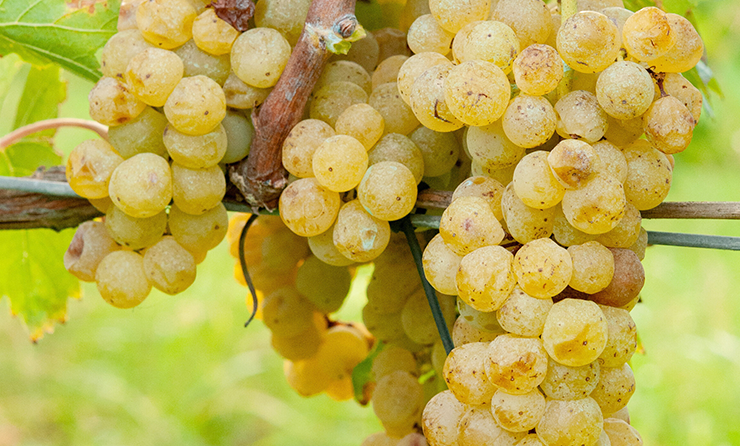 Malvasia Fina wine