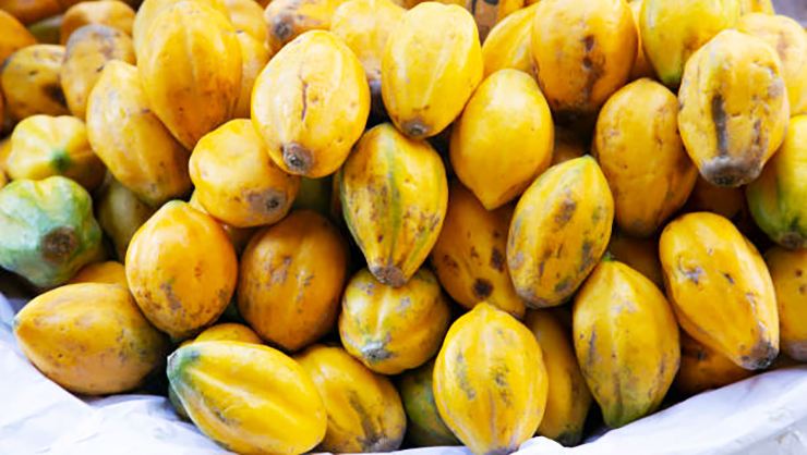 Mountain Papaya is