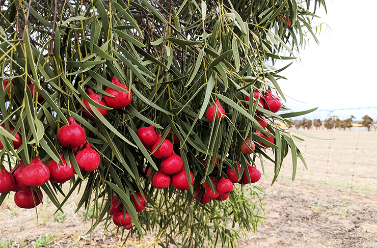 Quandong is