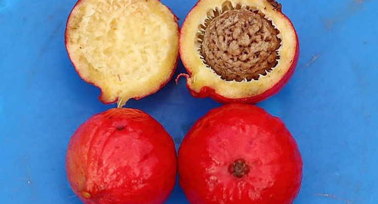 Quandong is