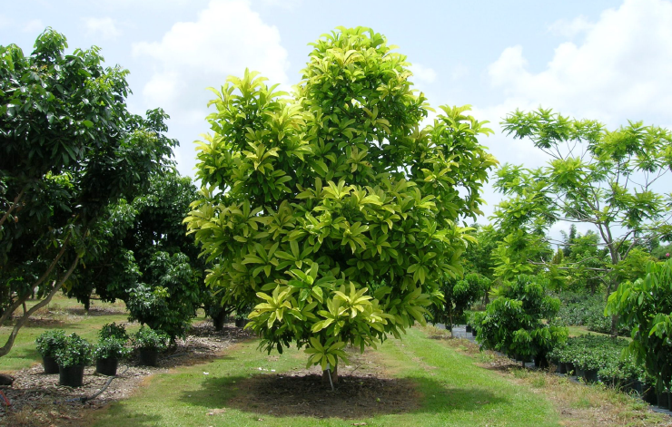 Elephant Apple is