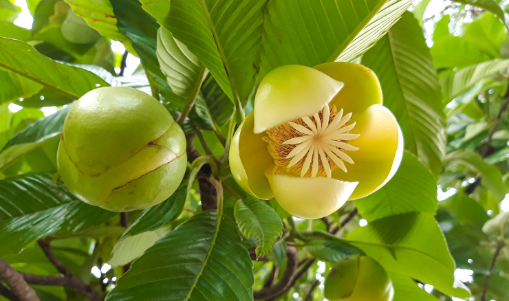 Elephant Apple is