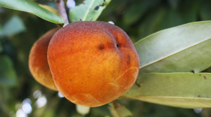Velvet Apple is