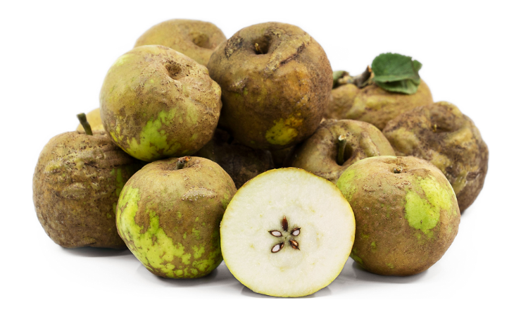 Knobby Russet is