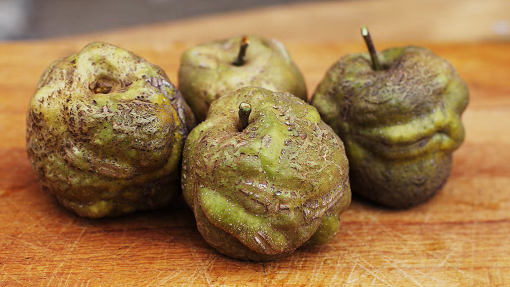 Knobby Russet is