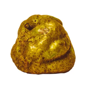 Knobby Russet is