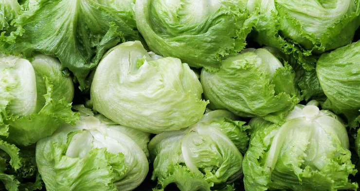 Iceberg Lettuce is