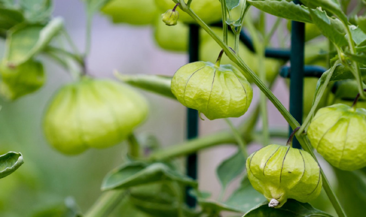 Tomatillo is