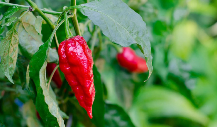 Ghost Pepper is