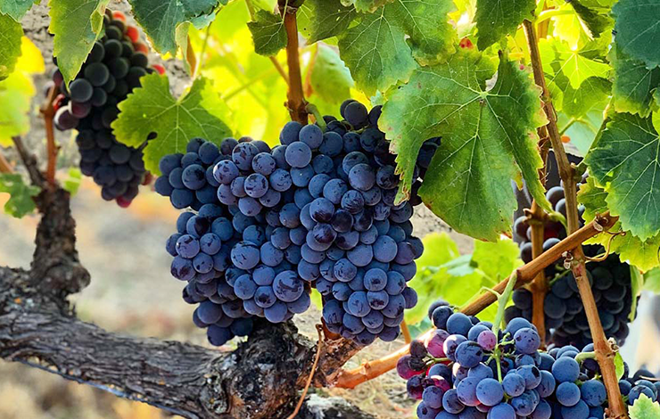 grenache wine pairings