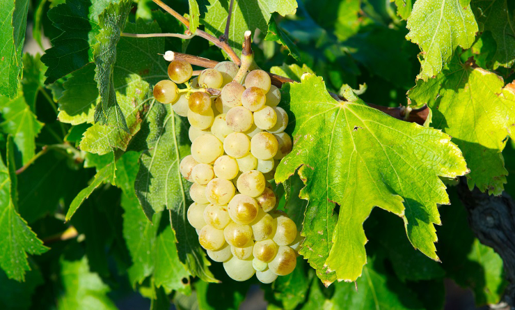 Grenache Blanc wines