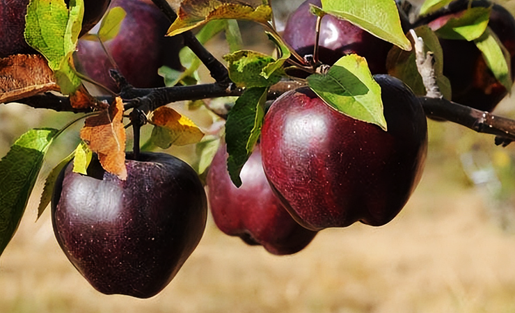 Black Diamond Apple is