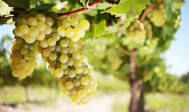 Welschriesling wines