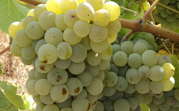 Encruzado wine grape