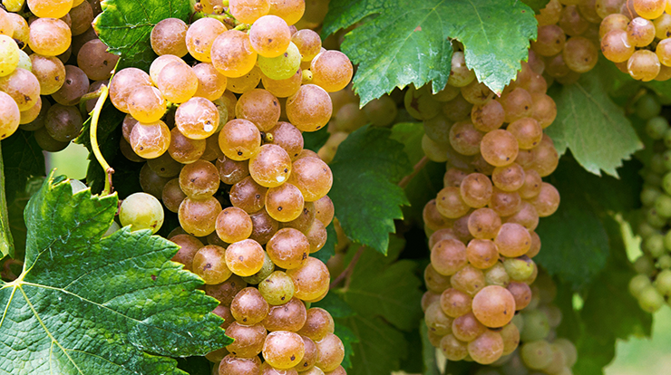 Erbaluce white grape