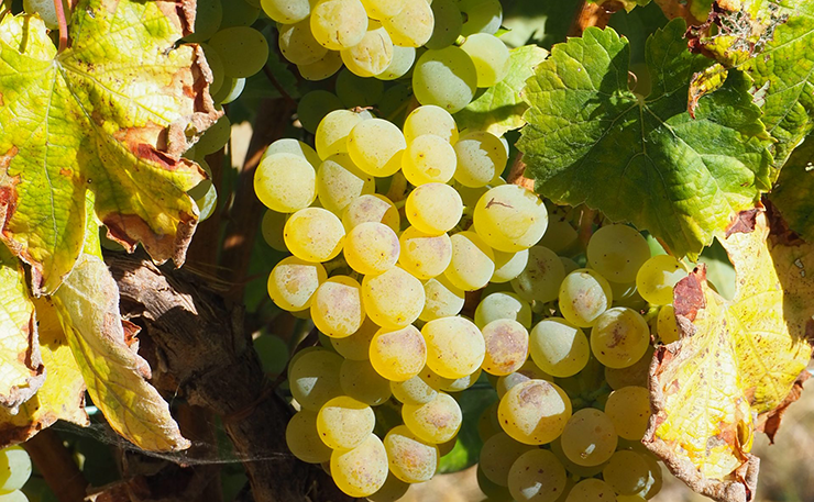 Fernão Pires wines