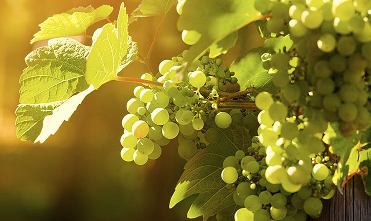 fiano grape wine