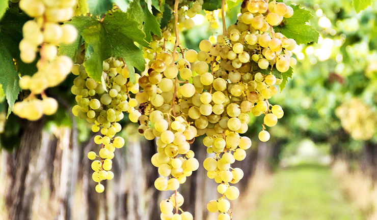 Riesling wine is