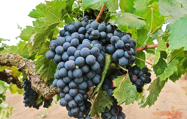 cinsault grape wine