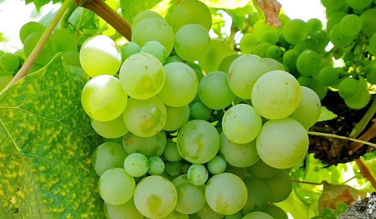 Colombard grape wines