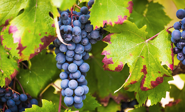 dolcetto grape wine