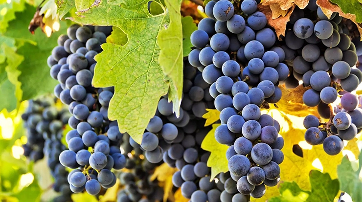 Carménère wines