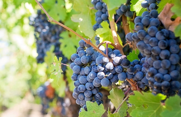 Castelão wines