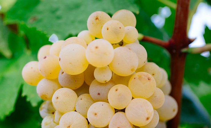 Catarratto wines