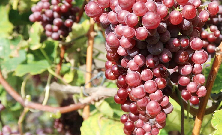 Catawba wines