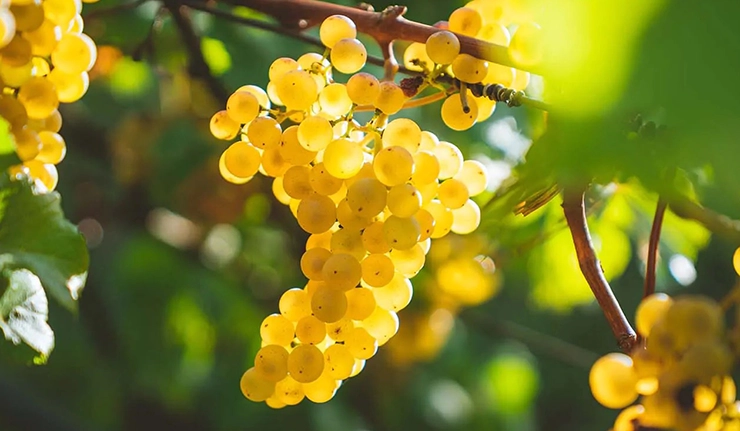 chardonnay grape wine