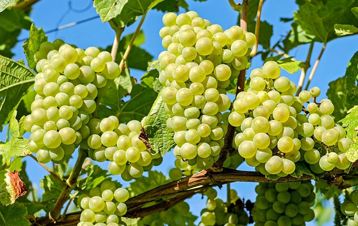 Chasselas wine grape